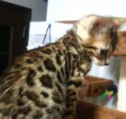 ベンガル【滋賀県・男の子・2020年3月22日・ブラウン スポテットタビー(ロゼット)】の写真2