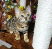 ベンガル【滋賀県・女の子・2018年10月7日・ブラウンスポテットタビー】の写真2