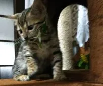 ベンガル【滋賀県・女の子・2020年8月26日・ブラウンスポテットタビー(ロゼット)】の写真2