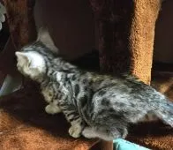 ベンガル【滋賀県・男の子・2020年11月1日・ブラックシルバースポテットタビー(ロゼット)】の写真3