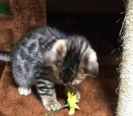 ベンガル【滋賀県・女の子・2020年11月1日・ブラウンスポテットタビー】の写真3