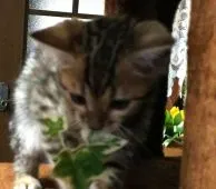 ベンガル【滋賀県・女の子・2020年8月26日・ブラウンスポテットタビー(ロゼット)】の写真3