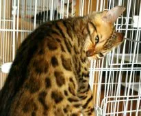 ベンガル【滋賀県・男の子・2020年3月22日・ブラウン スポテットタビー(ロゼット)】の写真3