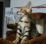 ベンガル【滋賀県・男の子・2020年3月22日・ブラウン スポテットタビー(ロゼット)】の写真3