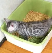 ベンガル【滋賀県・男の子・2021年12月15日・ブラックシルバー スポテットタビー(ロゼット)】の写真3