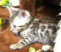 ベンガル【滋賀県・女の子・2020年8月26日・ブラウンスポテットタビー(ロゼット)】の写真4