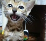 ベンガル【滋賀県・女の子・2018年10月7日・ブラウンスポテットタビー】の写真4