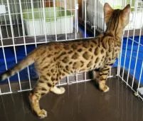 ベンガル【滋賀県・男の子・2020年3月22日・ブラウン スポテットタビー(ロゼット)】の写真4