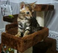 ベンガル【滋賀県・男の子・2020年3月22日・ブラウン スポテットタビー(ロゼット)】の写真4