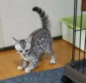 ベンガル【滋賀県・男の子・2021年12月15日・ブラックシルバー スポテットタビー(ロゼット)】の写真5