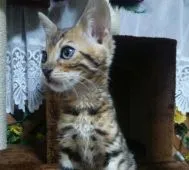 ベンガル【滋賀県・男の子・2020年3月22日・ブラウン スポテットタビー(ロゼット)】の写真5