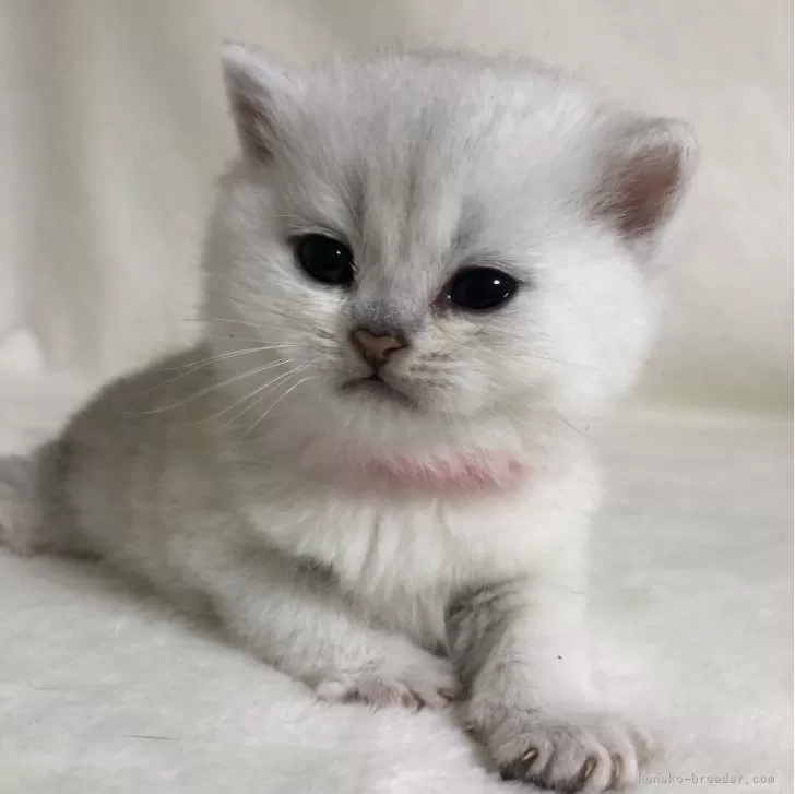 ID：2403-01425の子猫