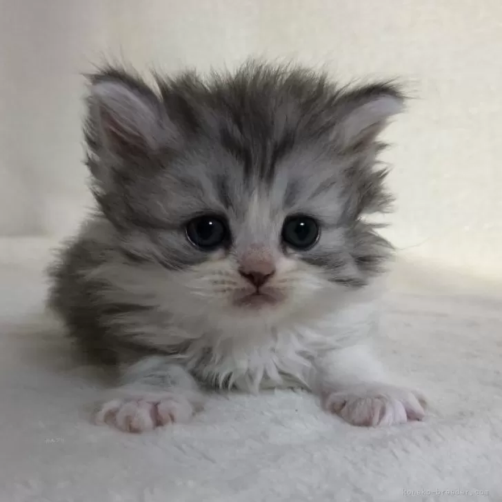 ID:2406-02944の子猫