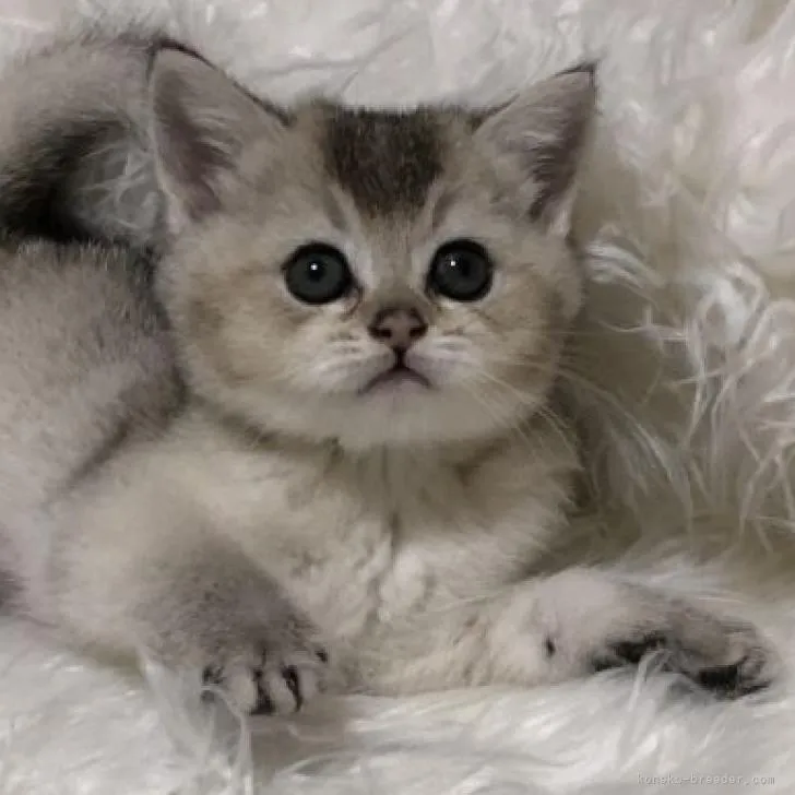 ID：2206-00427の子猫