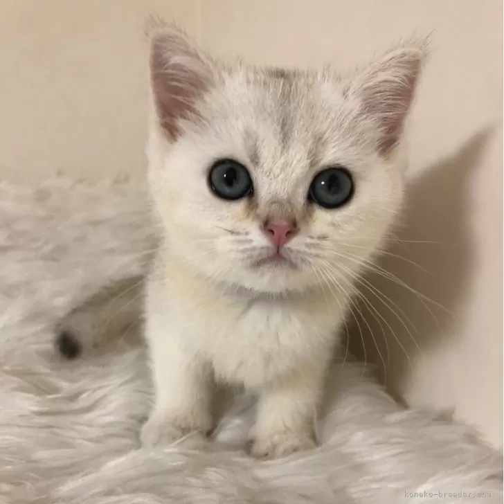 ID:2406-00378の子猫