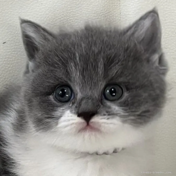 ID：2309-01234の子猫