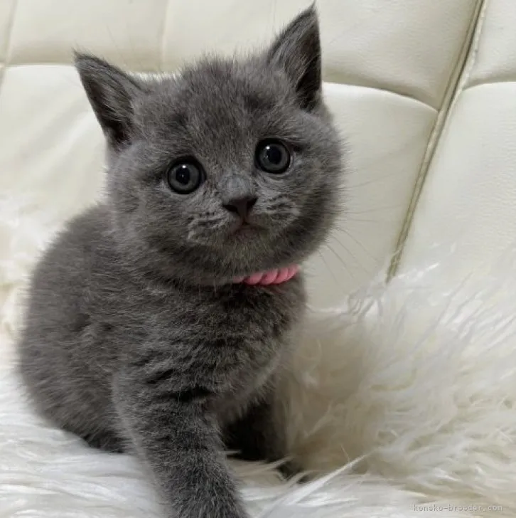 ID:2309-01232の子猫