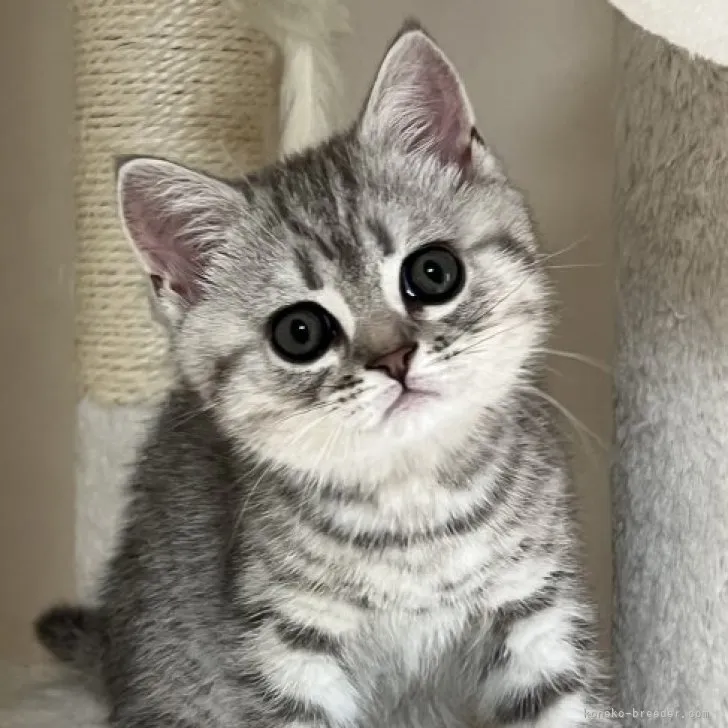 ID:2304-03117の子猫