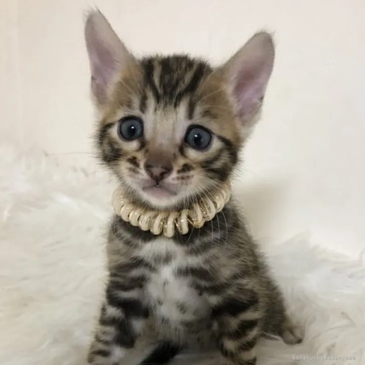 ID:2309-00055の子猫