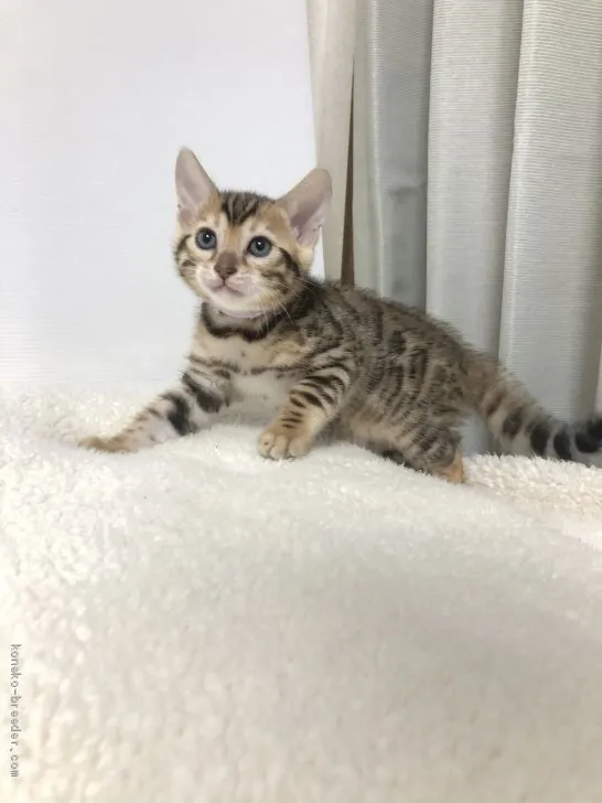 ID:2004-00485の子猫