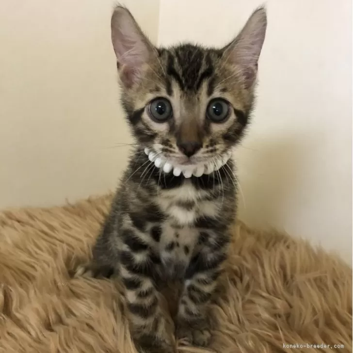 ID：2407-01721の子猫