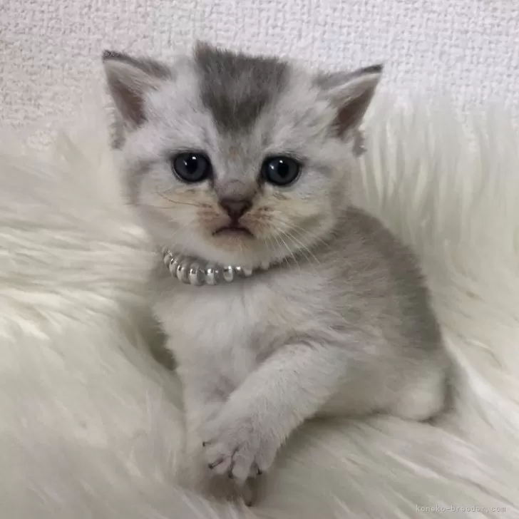 ID:2412-01066の子猫