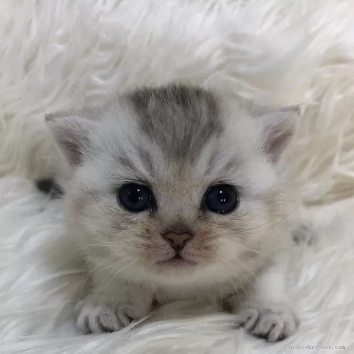 ID:2406-02939の子猫