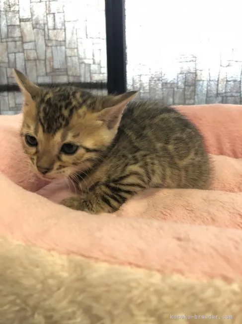 ID:1810-00083の子猫