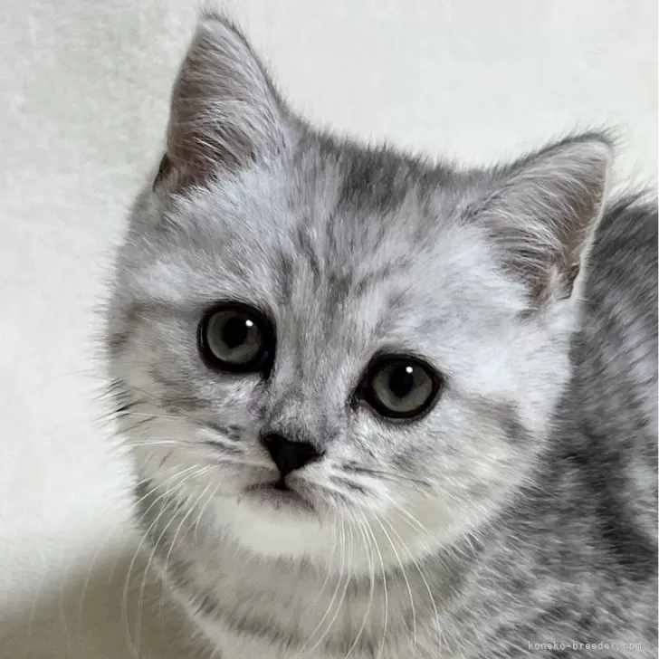 ID:2311-02572の子猫