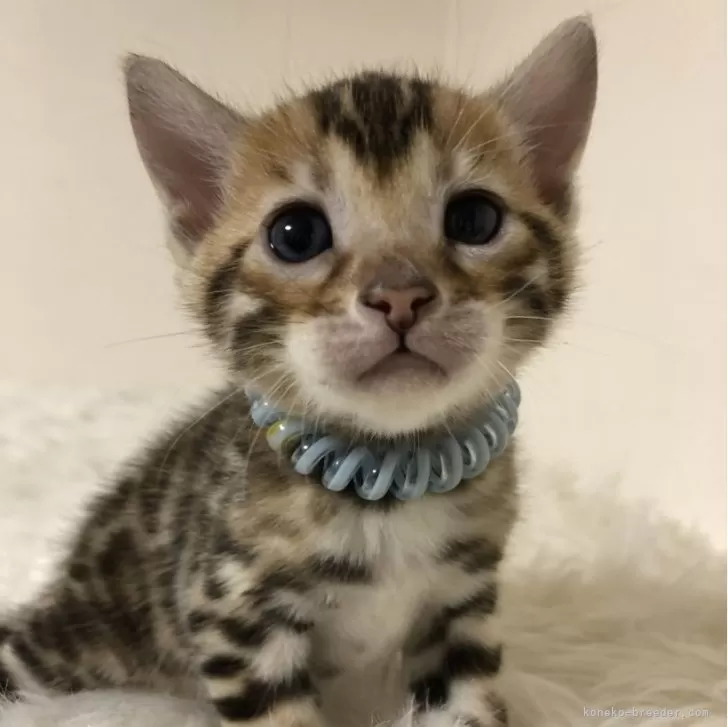 ID：2312-01325の子猫