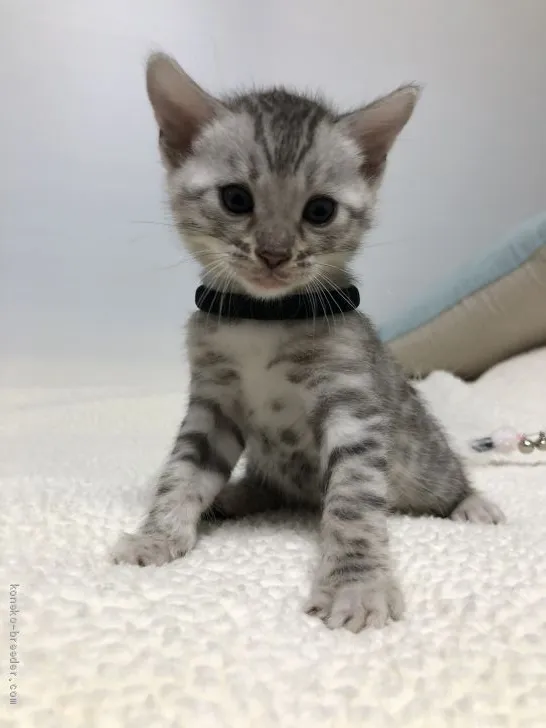 ID:2009-00258の子猫
