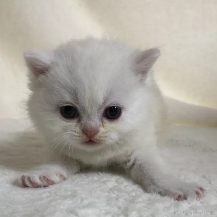 ID：2405-03382の子猫