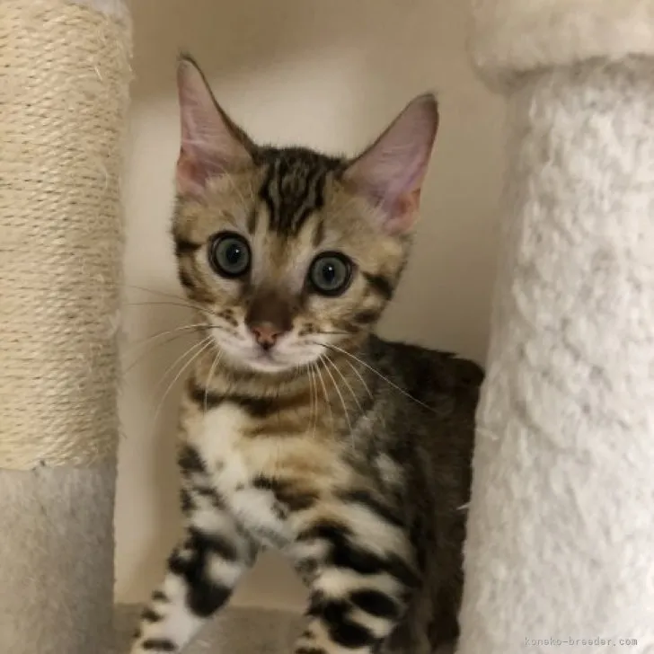 ID：2305-03206の子猫