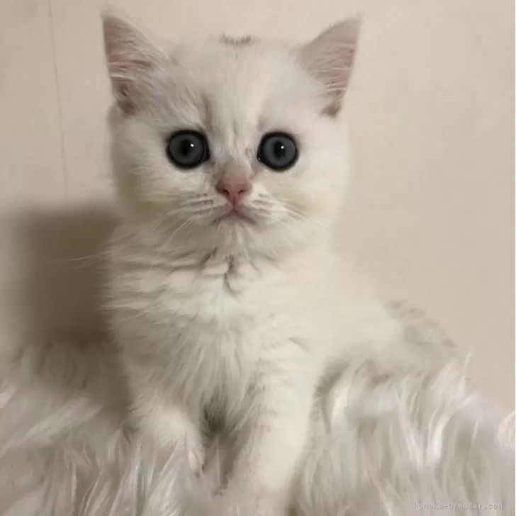 ID:2406-01256の子猫