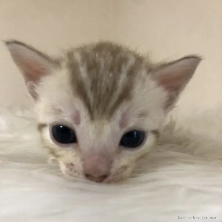 ID:2306-03454の子猫