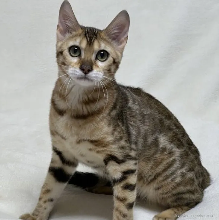 ID：2306-03738の子猫
