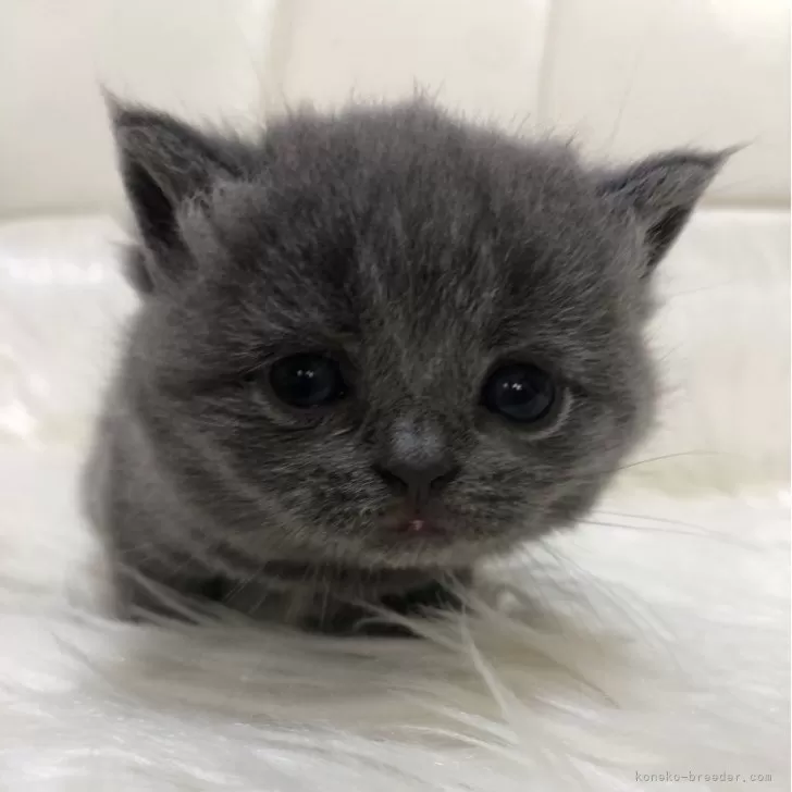 ID:2404-01836の子猫