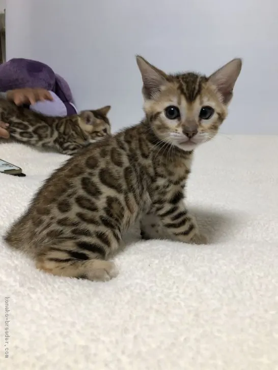 ID：2004-01209の子猫