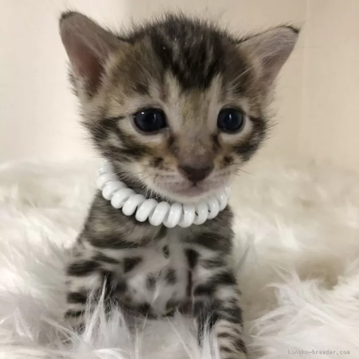 ID:2412-00233の子猫