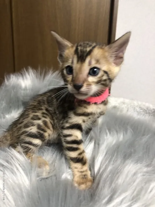 ID:1910-00465の子猫