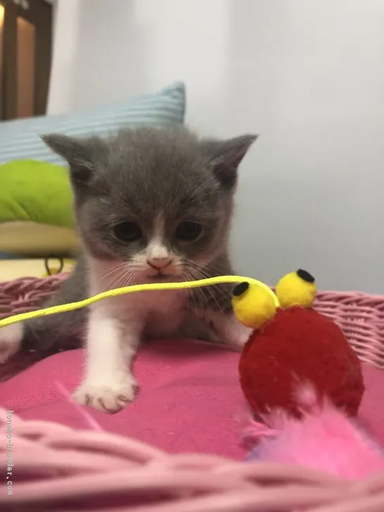 ID：1909-01636の子猫