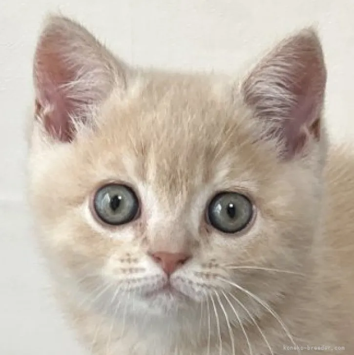 ID:2304-03118の子猫