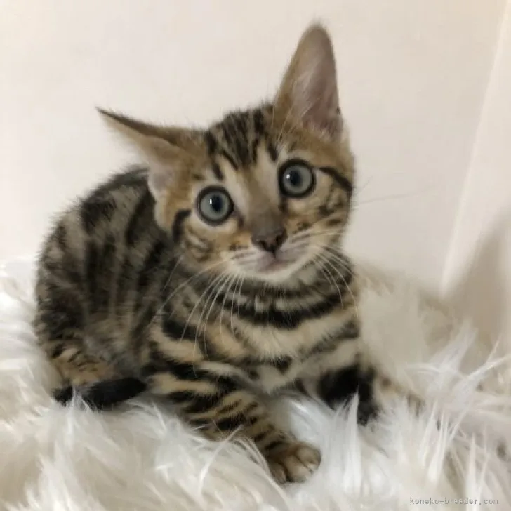 ID:2310-01090の子猫