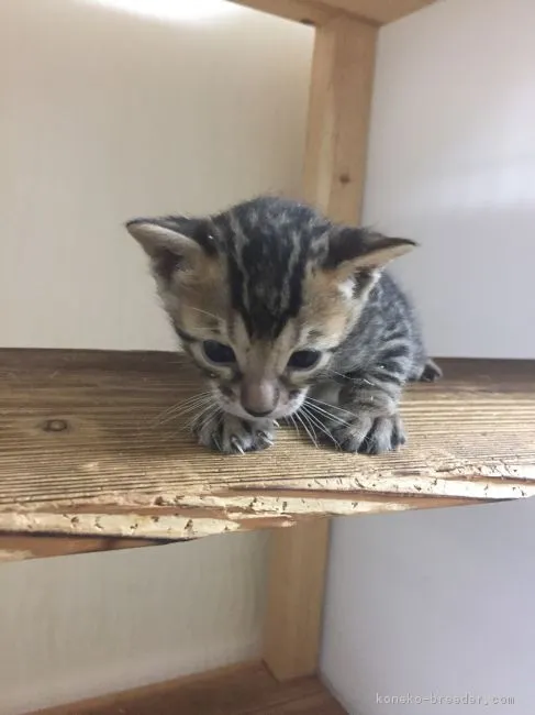 ID:1803-00254の子猫