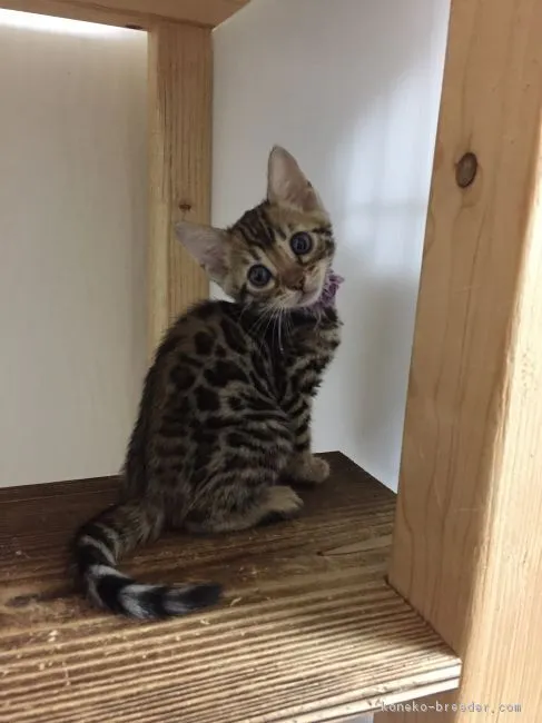 ID:1803-00664の子猫