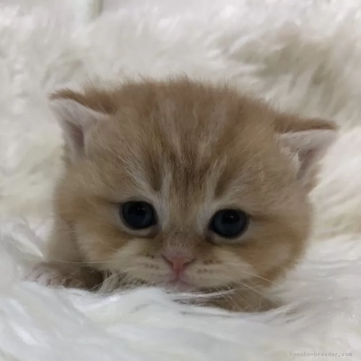 ID：2405-01574の子猫