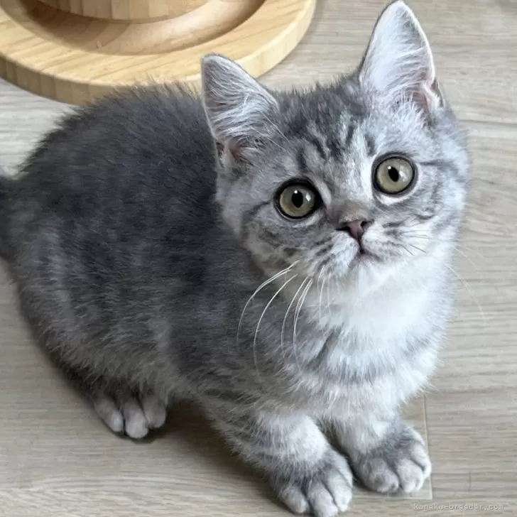 ID:2311-02573の子猫