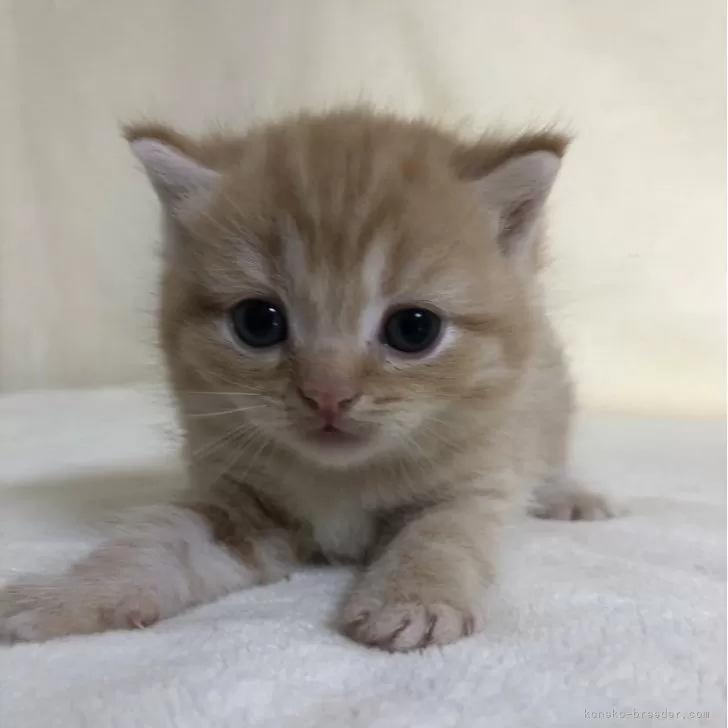 ID:2406-02941の子猫