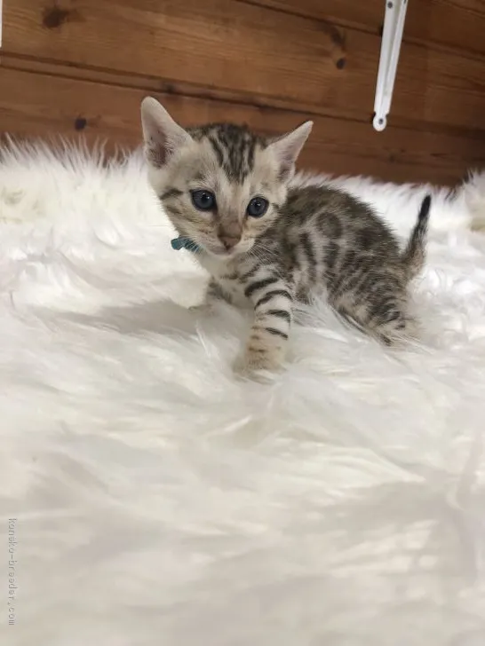 ID:1908-01795の子猫