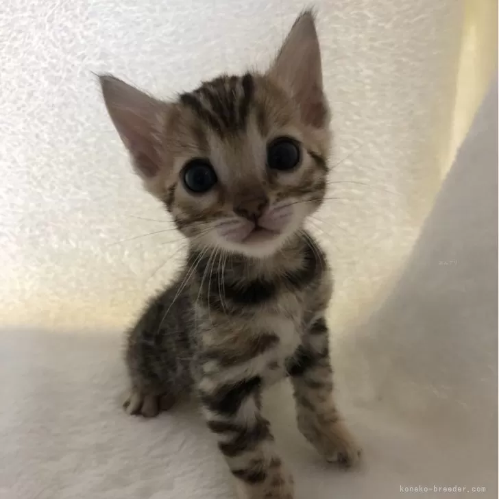 ID:2407-02427の子猫